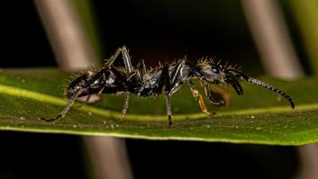 Alertan de la llegada a Europa de una especie de los trópicos con una picadura tan dolorosa como las avispas
