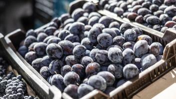 Animan a apuntar las normas básicas para podar ciruelos si quieres que florezcan al año siguiente