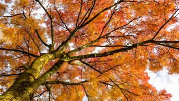 Los propietarios de bosques avisan de que se ha plantado mal el bello árbol que crece en España y afecta mucho a sus cosechas