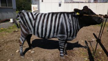 Los Ig Nobel vuelven a premiar a la ciencia más loca: lagartos yonquis de pizza, una vaca cebra y bebés enganchados al ajo