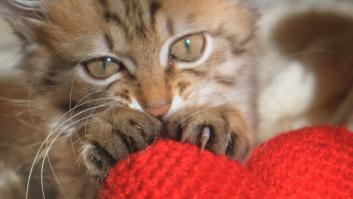 Los gatos dan masajes para expresar un profundo amor y apego a sus dueños