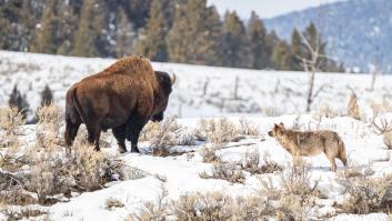 El parque de Yellowstone acapara la atención científica por los lobos que han cambiado por completo el paisaje