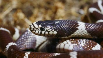 La llegada de una serpiente invasora a este rincón de España activa el auge de plagas de chinches