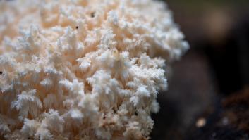 Va al bosque y topa con el hongo con el que todos sueñan: la hermosura incluida en la lista roja de especies vulnerables