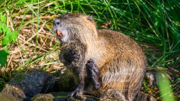 Los expertos sorprenden al pedir cazar y comer esta especie invasora: "Tiene un sabor delicioso y no veo problema alguno con su comercialización"