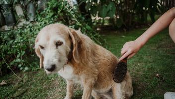 Por qué tu perro pierde pelo en otoño y cuándo preocuparse