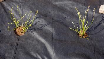 Una jardinera advierte sobre el 'producto milagroso' que en realidad arruina el paisajismo: "Simplemente diga no"