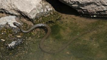 El origen de las serpientes desconcierta a los científicos durante décadas hasta que topan con su antecesor de 167 millones de años