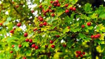 El fruto apodado el pan del pueblo se puede encontrar en España: se come su fruto y hojas