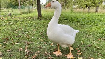 Madrid activa medidas contra la gripe aviar tras hallar un foco con dos ocas en Alcobendas