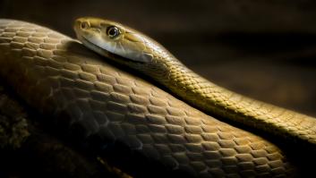 Asombro de los científicos ante el descubrimiento que escondía la serpiente más mortal del mundo