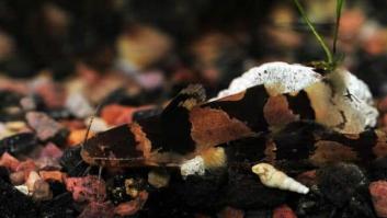 Científicos hallan peces escaladores de cascadas y relacionan su comportamiento con la reproducción