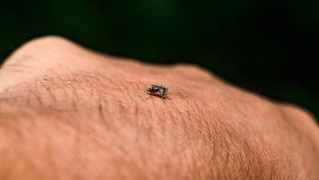 El síntoma oculto que ayuda a identificar una picadura de mosquito tigre para tratarla cuanto antes