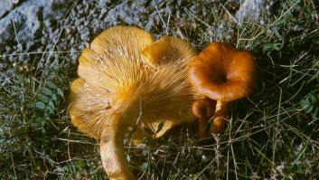 Si la temporada de setas quieres disfrutar, las app de reconocimiento no deberías usar