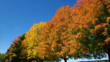 Animan a dejar de plantar estos árboles conocidos en España cerca de las casas: dan motivos