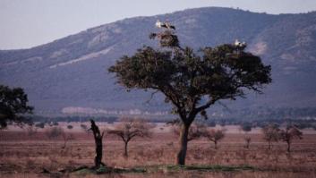 El espacio natural en Toledo que algunos ya han bautizado como el 'Serengueti español'