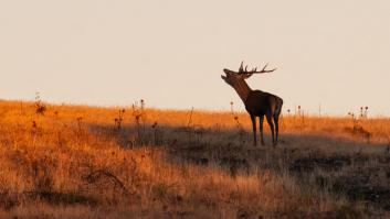 Los que amen escuchar y ver la berrea de un ciervo tienen que apuntar estos destinos de España