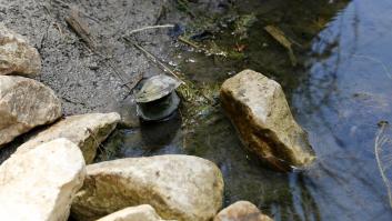 Los investigadores se sorprenden al descubrir los "hígados de río" que se creían extintos y arranca una "carrera contra el tiempo"