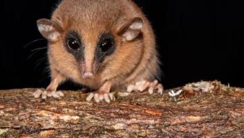 La expedición buscaba una misteriosa ardilla en el bosque legendario y se acaban topando con un animal desconocido