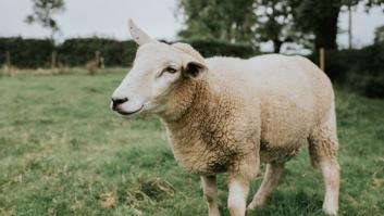 Pamela, pastora con un rebaño de 1.000 ovejas: "Dormir en una tienda de campaña para estar cerca de ellas es un sacrificio"