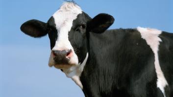 Varios equipos especializados acuden a la casa de un alcalde al caerse un gigantesco animal de 600 kilos a su piscina