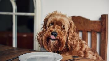 9 alimentos que no deberías darle nunca a tu perro
