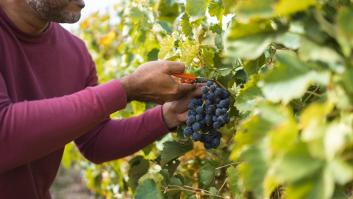 En Portugal se vendimia por la noche para que los trabajadores puedan disfrutar del frescor nocturno