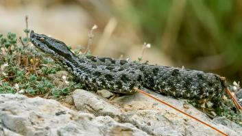 Las serpientes más venenosas de España encuentran su hogar en esta provincia española y se pide que las dejen tranquilas