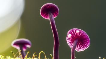 El hongo púrpura comestible y de diminuto tamaño considerado clave en la ciencia forense