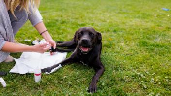 Una asociación recupera prótesis antiguas de niños para devolver la movilidad a animales: "La basura de uno es la felicidad de otro"
