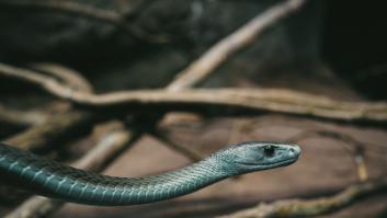 Los científicos encuentran en los humanos la clave para detener el veneno de múltiples serpientes mortales