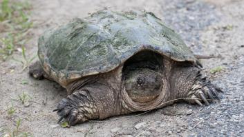 Una tortuga aparentemente inofensiva invade el canal y el pueblo activa la alerta: "Si ves una, no te acerques"