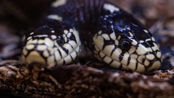 Sorpresa por el nacimiento de una serpiente con dos cabezas: una ha asumido el control del cuerpo y acapara toda la comida
