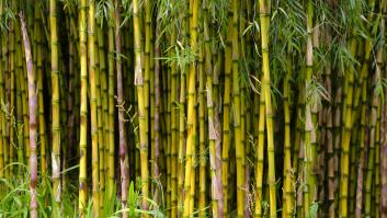 Científicos chinos desarrollan el plástico más resistente a los convencionales que desaparece a los 50 días