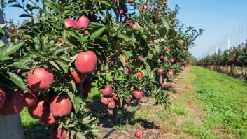 Agricultores de Polonia están desesperados y prefieren regalar su cosecha antes que sufrir pérdidas económicas