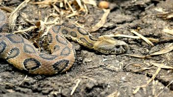 Una víbora muerde a un hombre muy borracho y el desenlace en urgencias es el que menos sospecharán