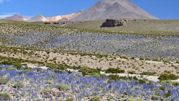 El desierto más seco del mundo vuelve a florecer: "En los últimos 40 años se han producido unos quince incidentes de este tipo"