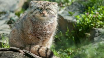 Instalan cámaras trampa y tardan 8 meses en fotografiar a esta especie rara y en peligro en el Himalaya