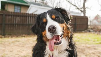 Una mujer cruza el Atlántico en un crucero de lujo en vez de en avión para la comodidad de su perro: le salió más barato