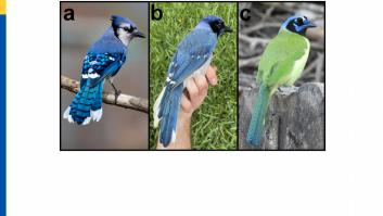 Científicos se quedan absortos al descubrir la misteriosa ave híbrida mitad verde mitad azul