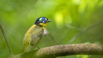 Alarma por el fenómeno que está ocurriendo a más de la mitad de especies de aves del mundo