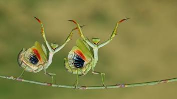Unas mantis religiosas bailando sincronizadas se llevan el premio del concurso de fotografía más grande del mundo