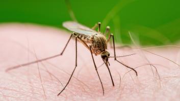 A 8.400 kilómetros de España se ha inaugurado la mayor fábrica de mosquitos del mundo para combatir el dengue