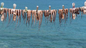 Los pescadores están atónitos por la invasión sin precedentes del fenómeno plagado de tentáculos: arrasan a su paso
