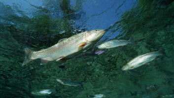 Un pescador va a por truchas y regresa a casa con el coche cargado de cientos de pelotas: "Soy un amante de los ríos y del medio ambiente"