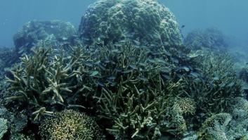 Los científicos lanzan un aviso "catastrófico para la humanidad" y hablan de "punto de no retorno" para la Tierra tras los resultados de un informe reciente