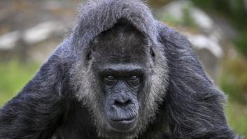 Investigadores analizan los gorilas hembra que viven más tiempo y la "hipótesis de la abuela" para humanos se tambalea