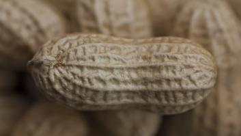 Enseña cómo se cosechan los cacahuetes y nadie se esperaba que eso fuese así