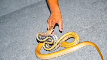 La cofundadora de un criadero atípico revela las peticiones de clientes: "Preguntan cómo revivir la serpiente que mataron"
