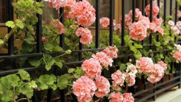 Animan a aplicar la fórmula para preparar a tu geranio para el invierno y que florezca perfecto en primavera